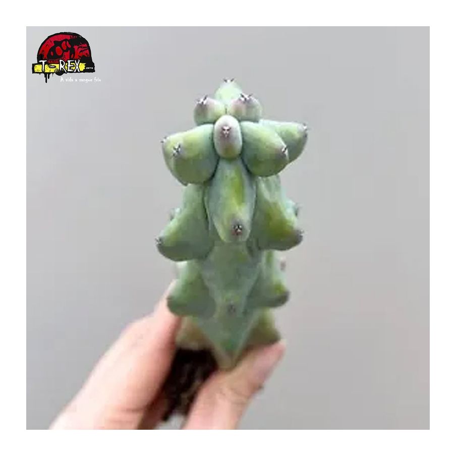 comprar muda de suculenta rara