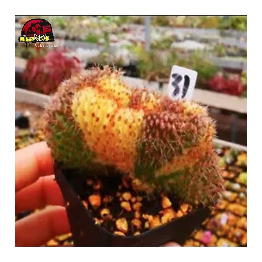comprar muda de suculenta raridade
