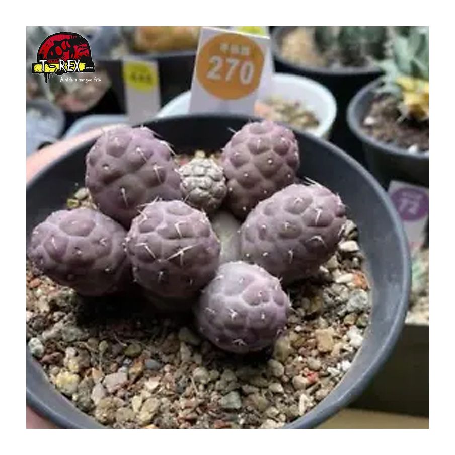 comprar muda de suculenta rara