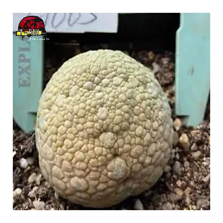 comprar muda de suculenta rara