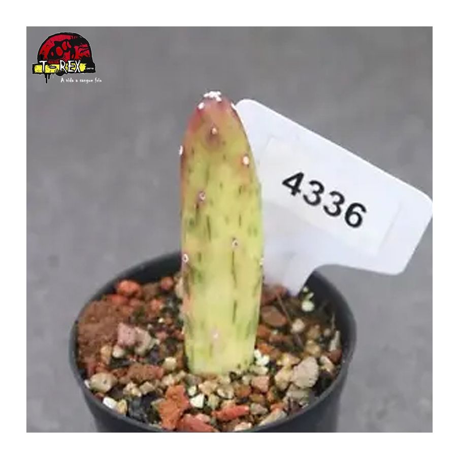 comprar muda de suculenta rara