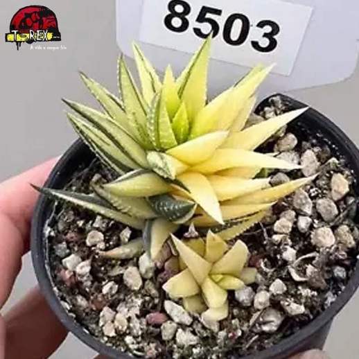 comprar muda de suculenta rara
