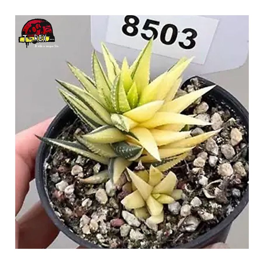 comprar muda de suculenta rara