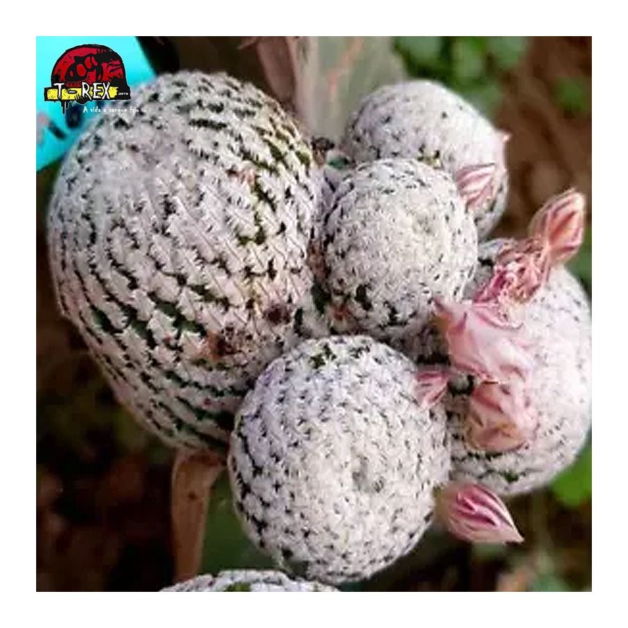 comprar muda de suculenta rara