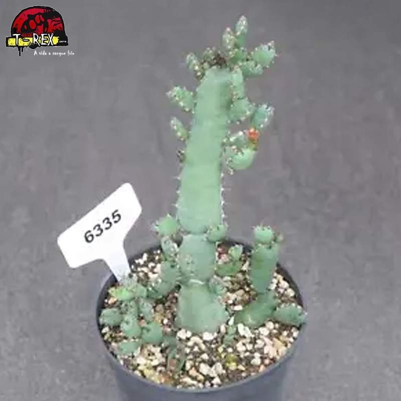 comprar muda de suculenta rara