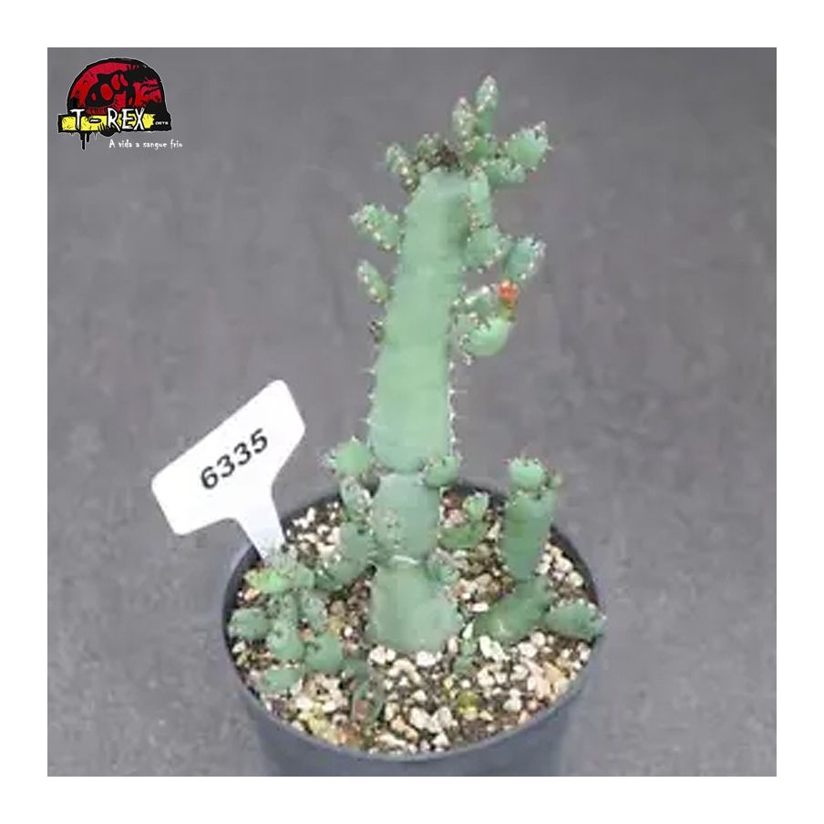 comprar muda de suculenta rara