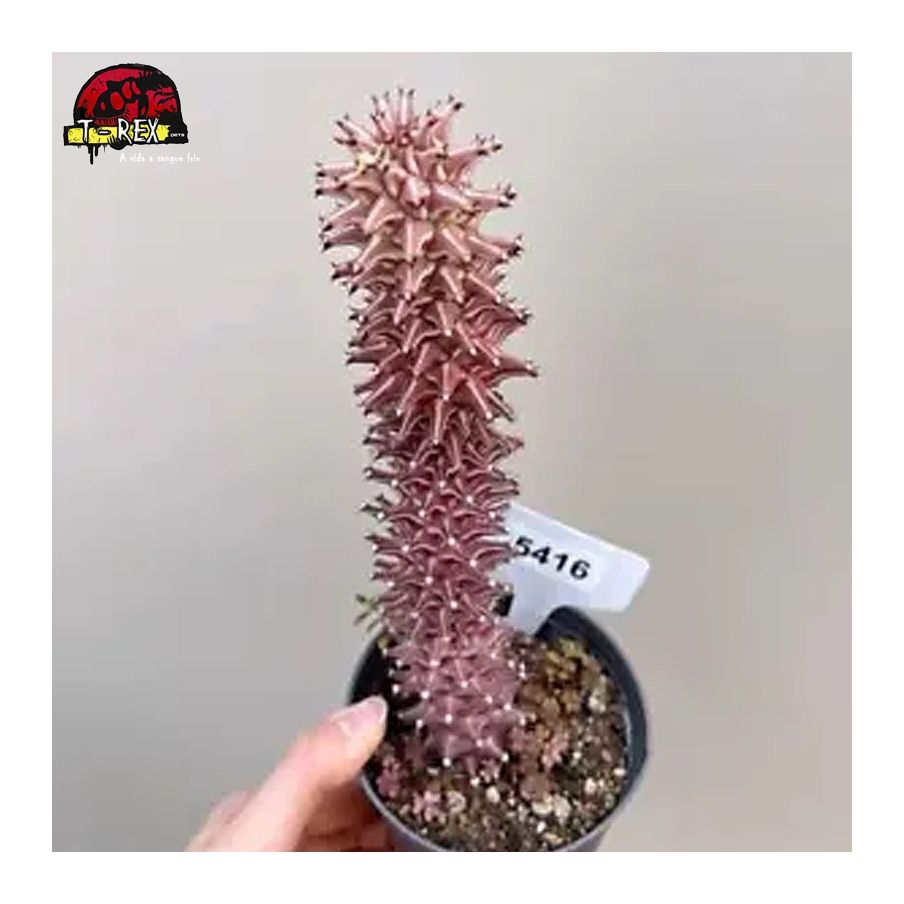 comprar muda de suculenta rara