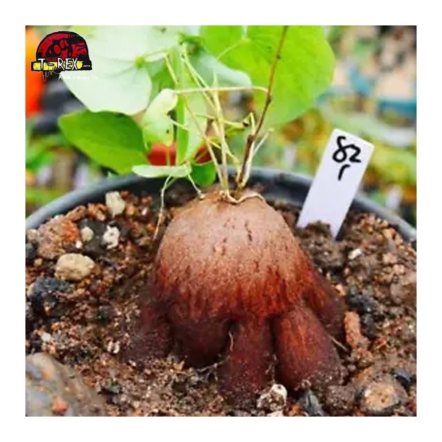 comprar muda de suculenta rara