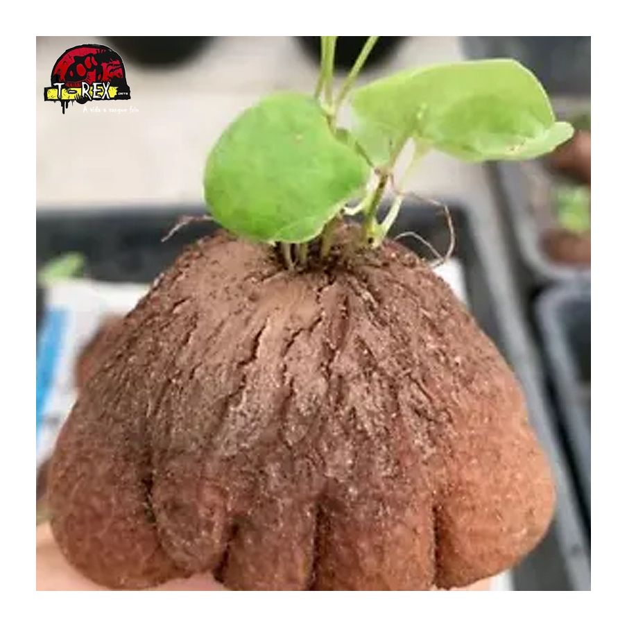 muda de suculenta rara no brasil