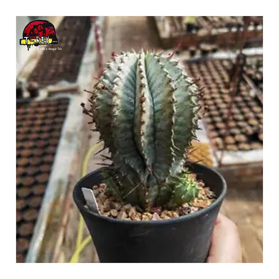comprar muda de suculenta rara