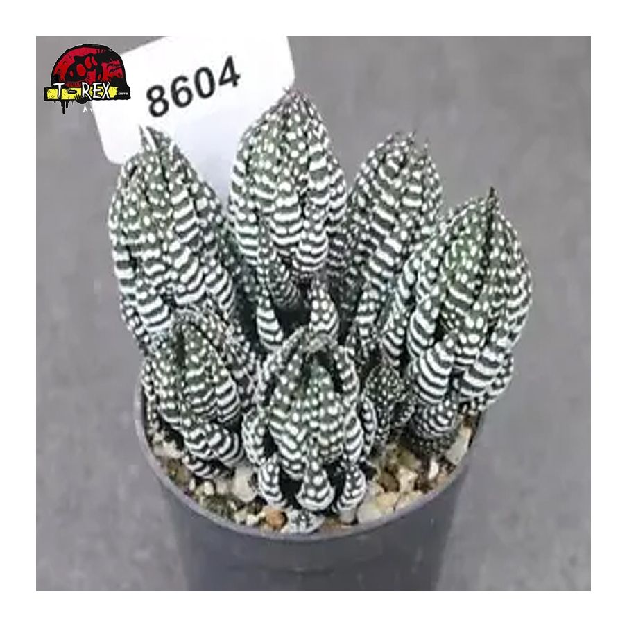 comprar muda de suculenta rara no brasil