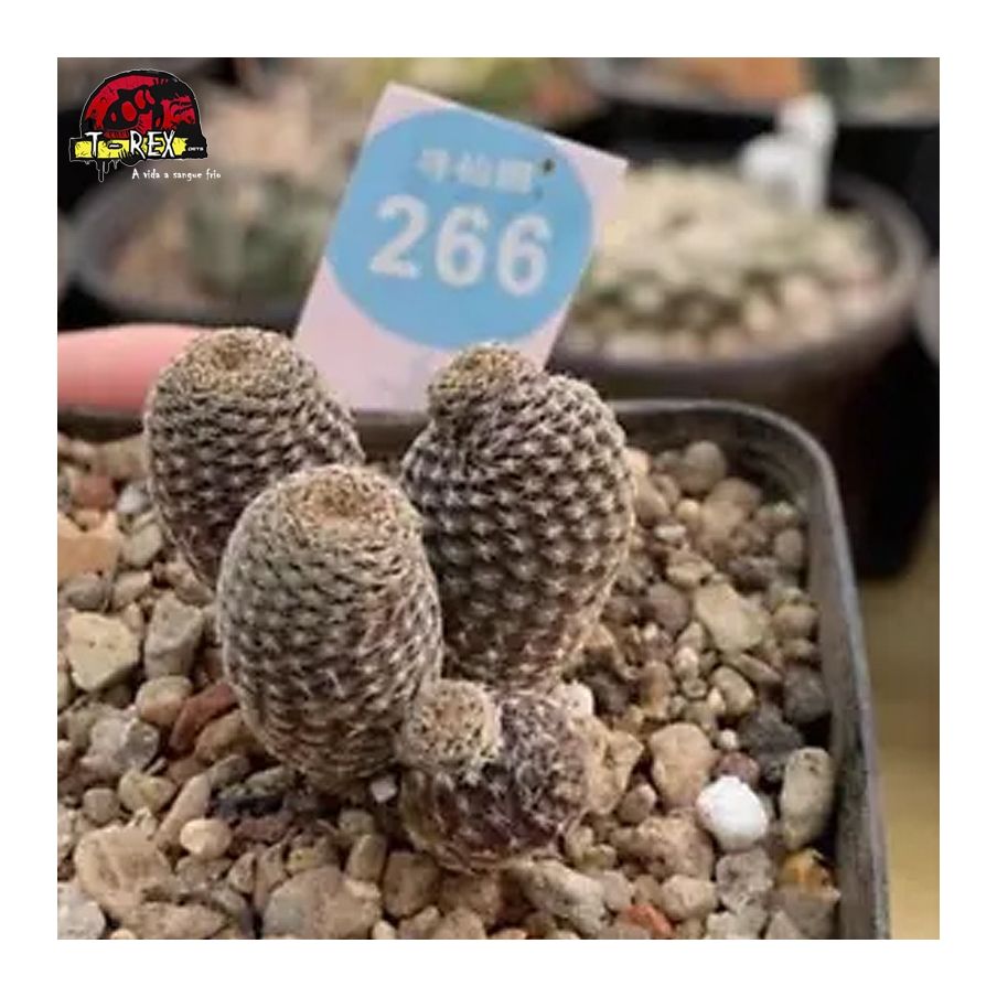 muda de cacto raro