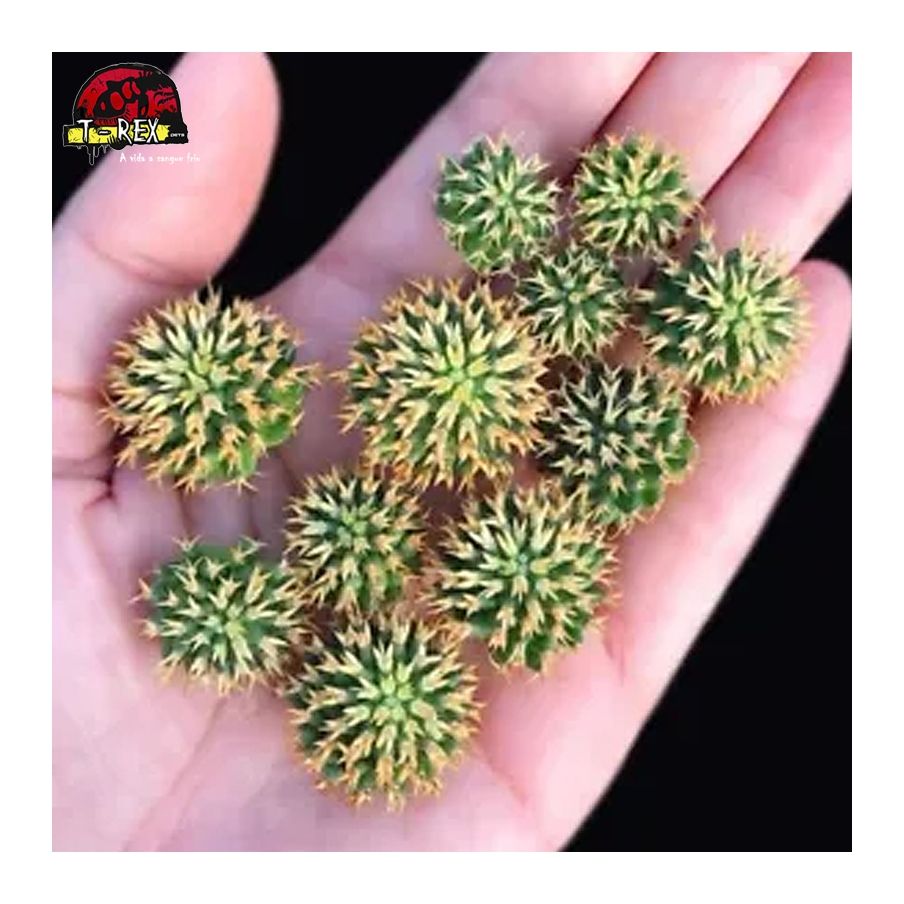muda de suculenta rara no brasil