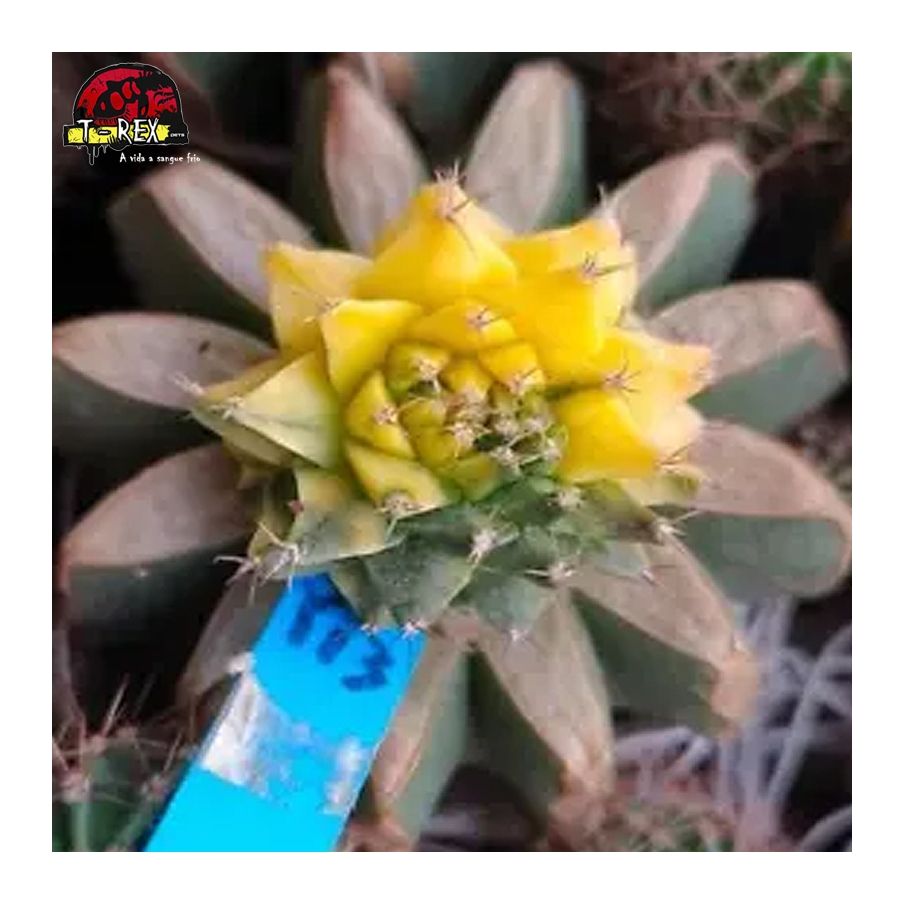 comprar muda de suculenta rara