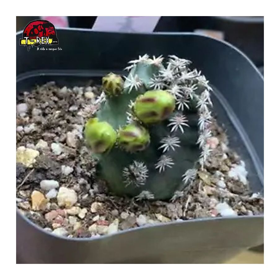comprar muda de suculenta rara