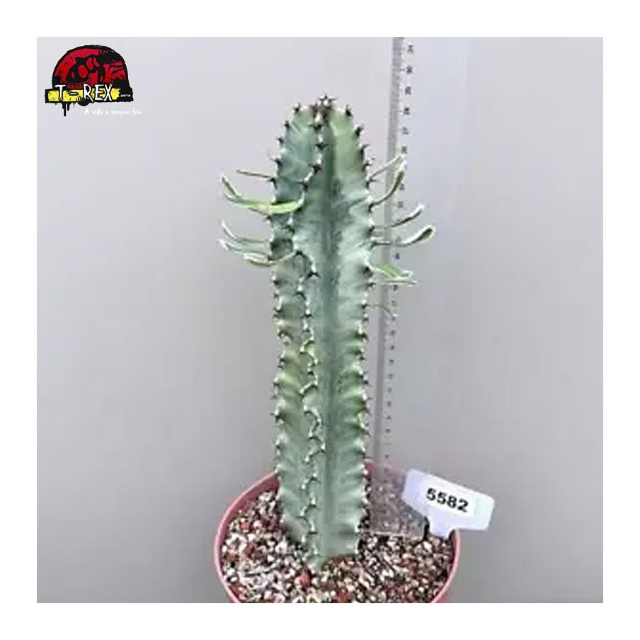 comprar suculenta rara no brasil