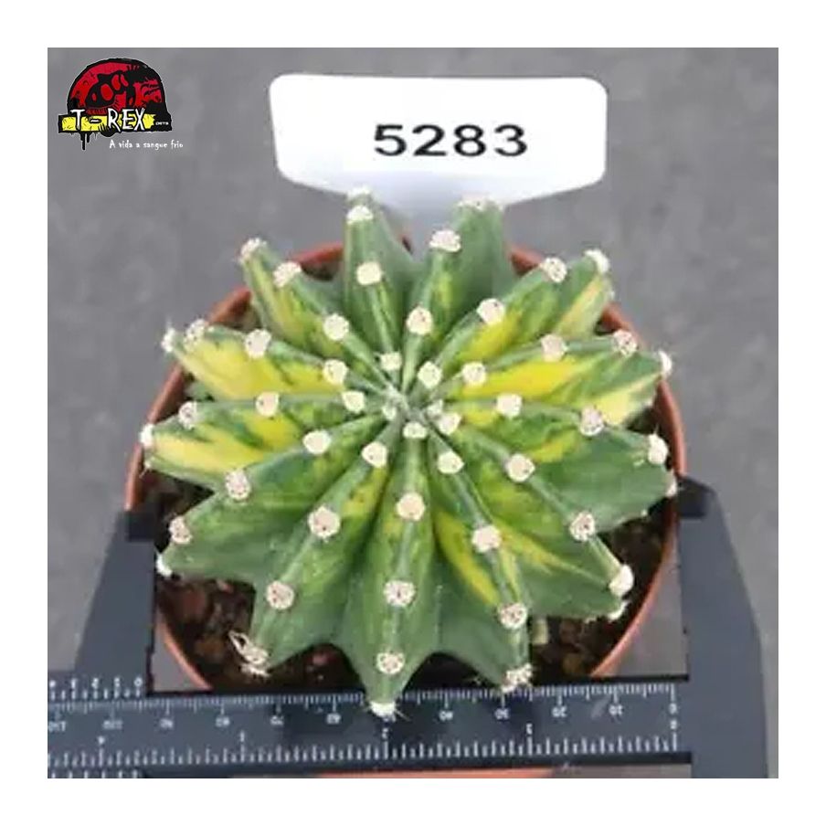 comprar muda de suculenta rara