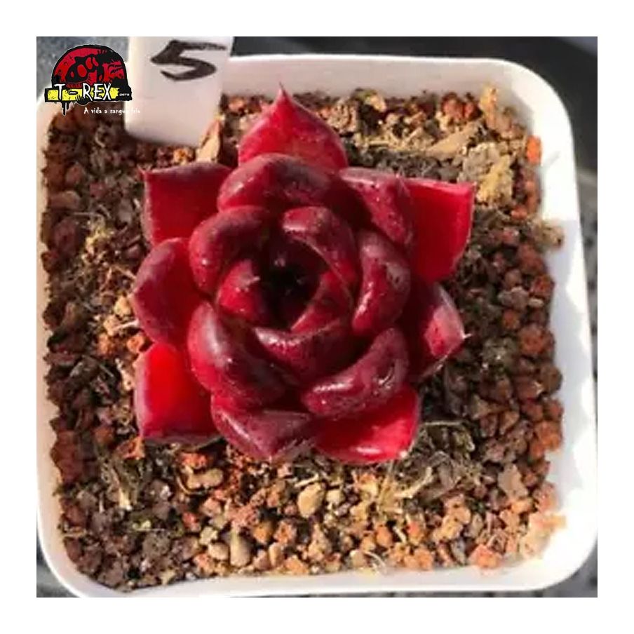 comprar muda suculenta