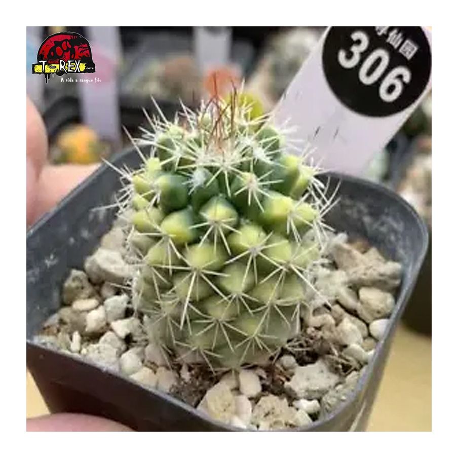 comprar muda de suculenta rara