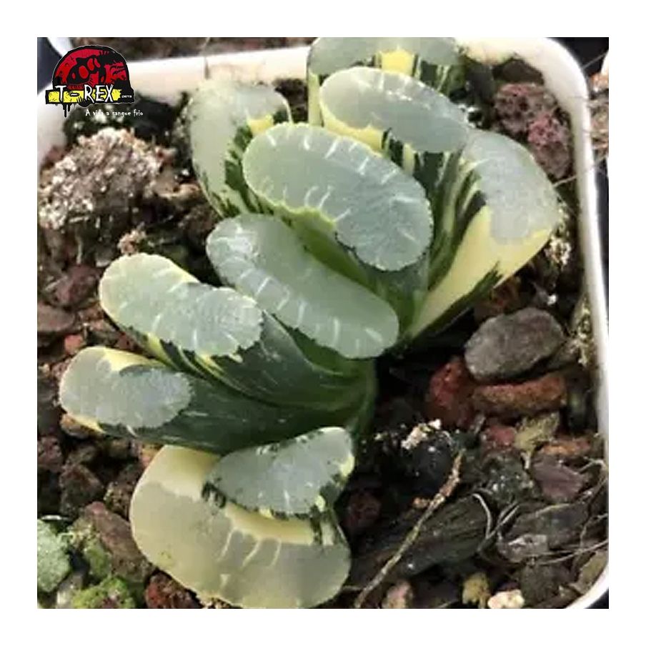 comprar muda de suculenta rara