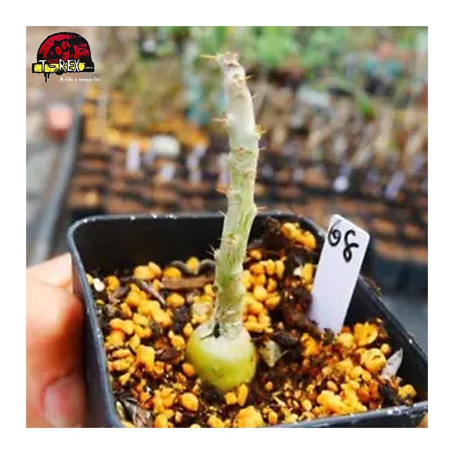 comprar muda de suculenta rara