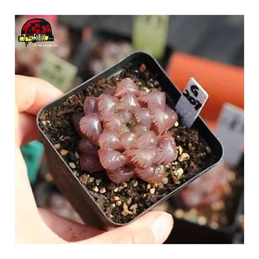 comprar muda de suculenta rara
