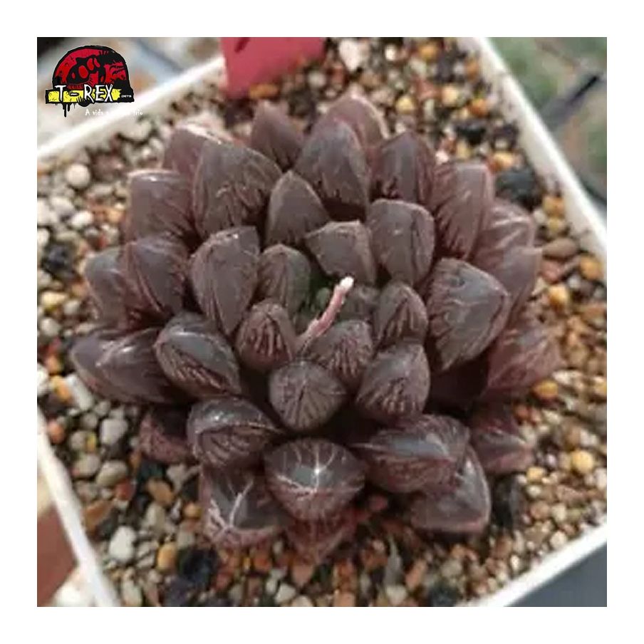 comprar muda de suculenta rara