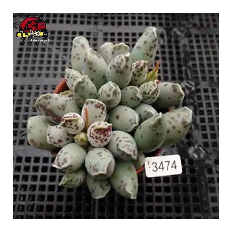 comprar mudas de suculenta rara