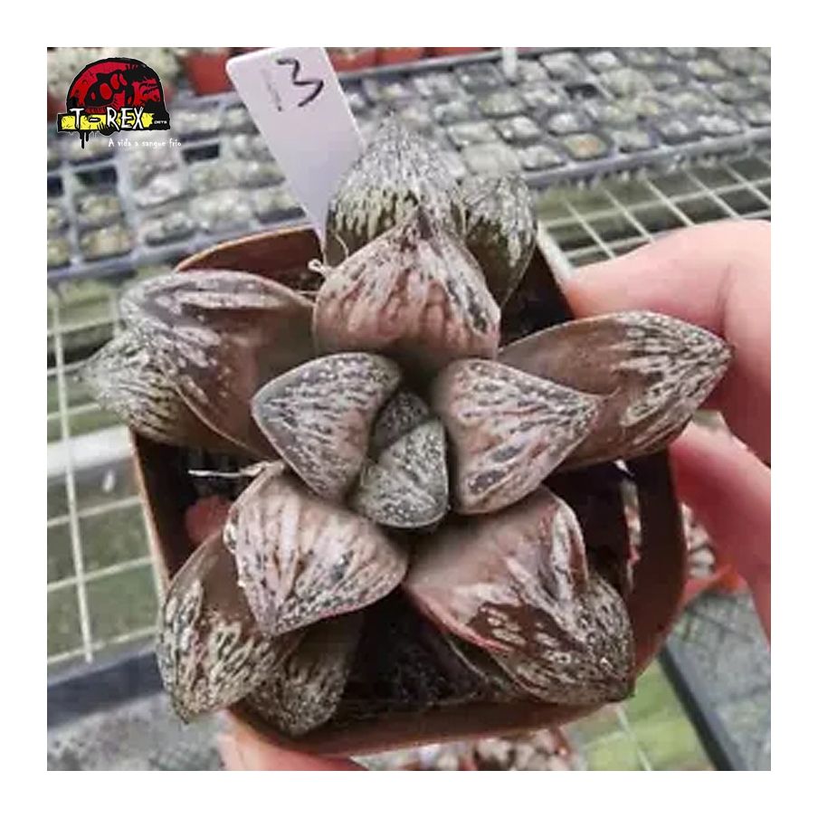comprar muda de suculenta rara