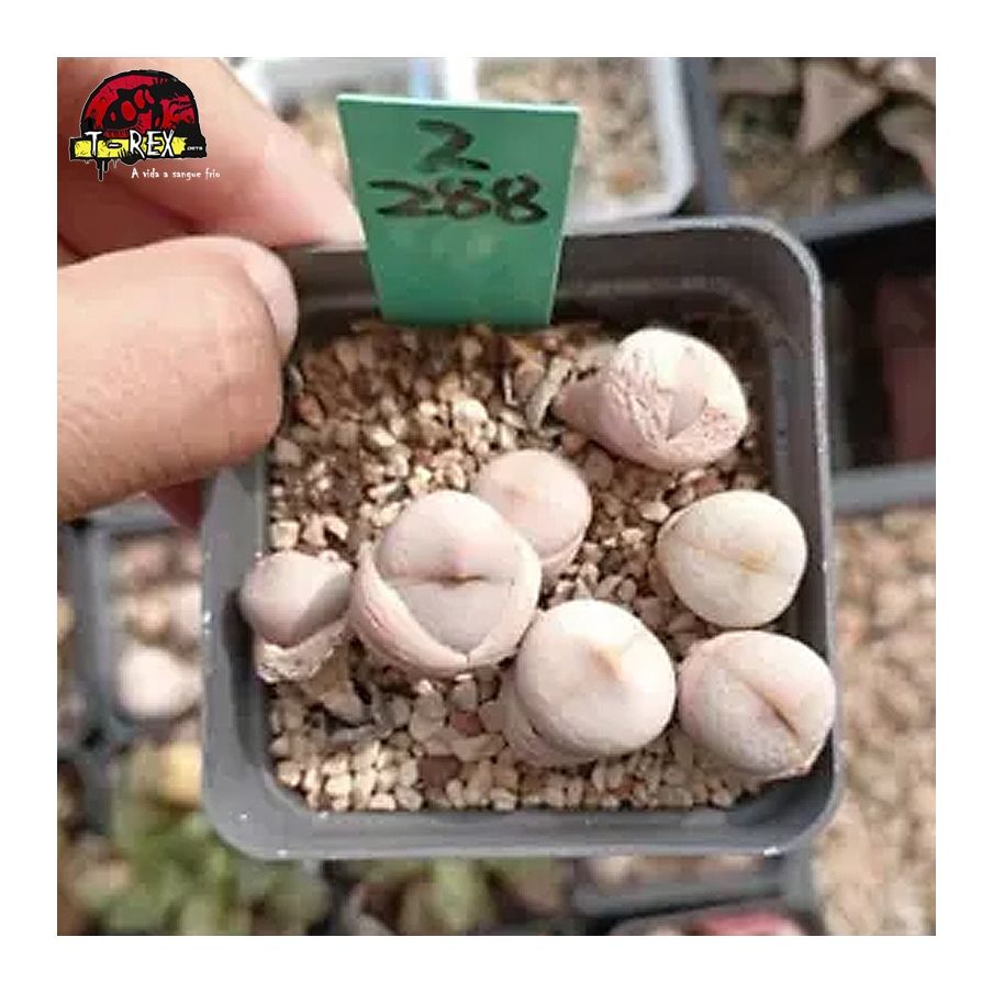 comprar muda de suculenta rara