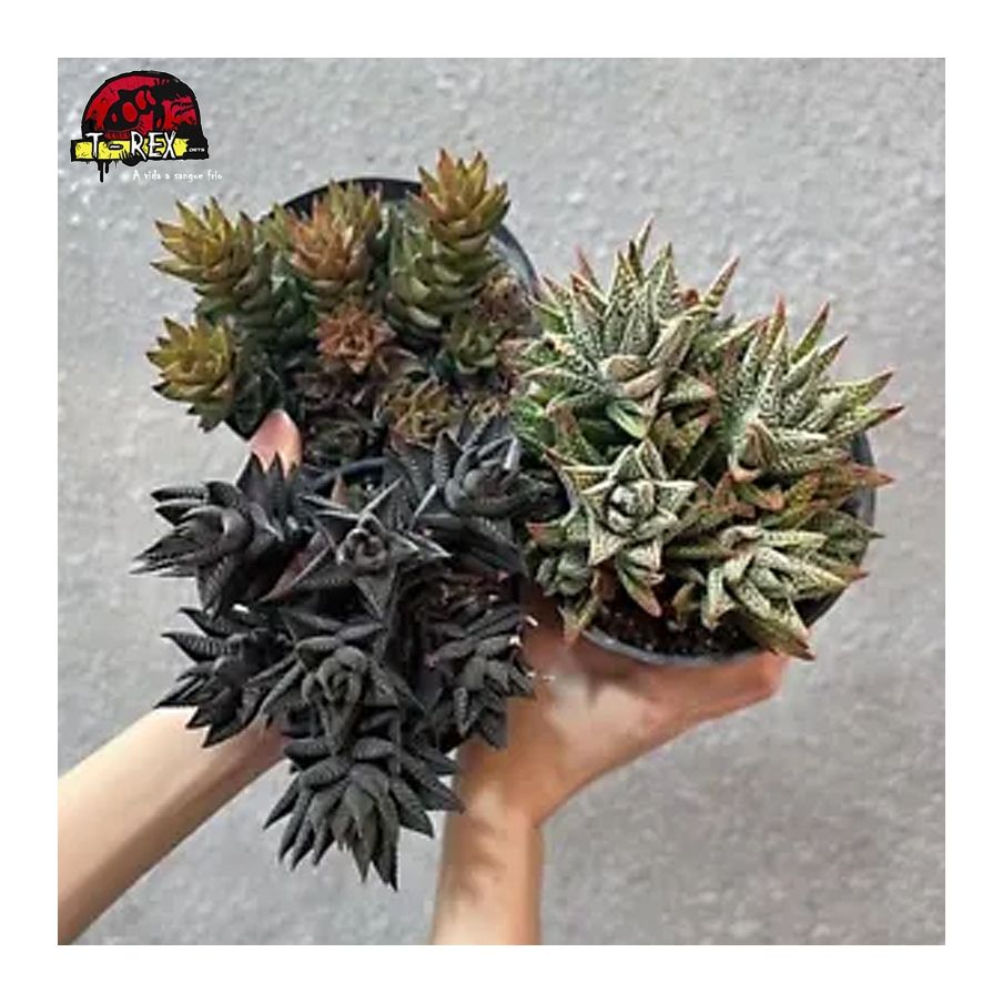 compra muda de suculenta rara
