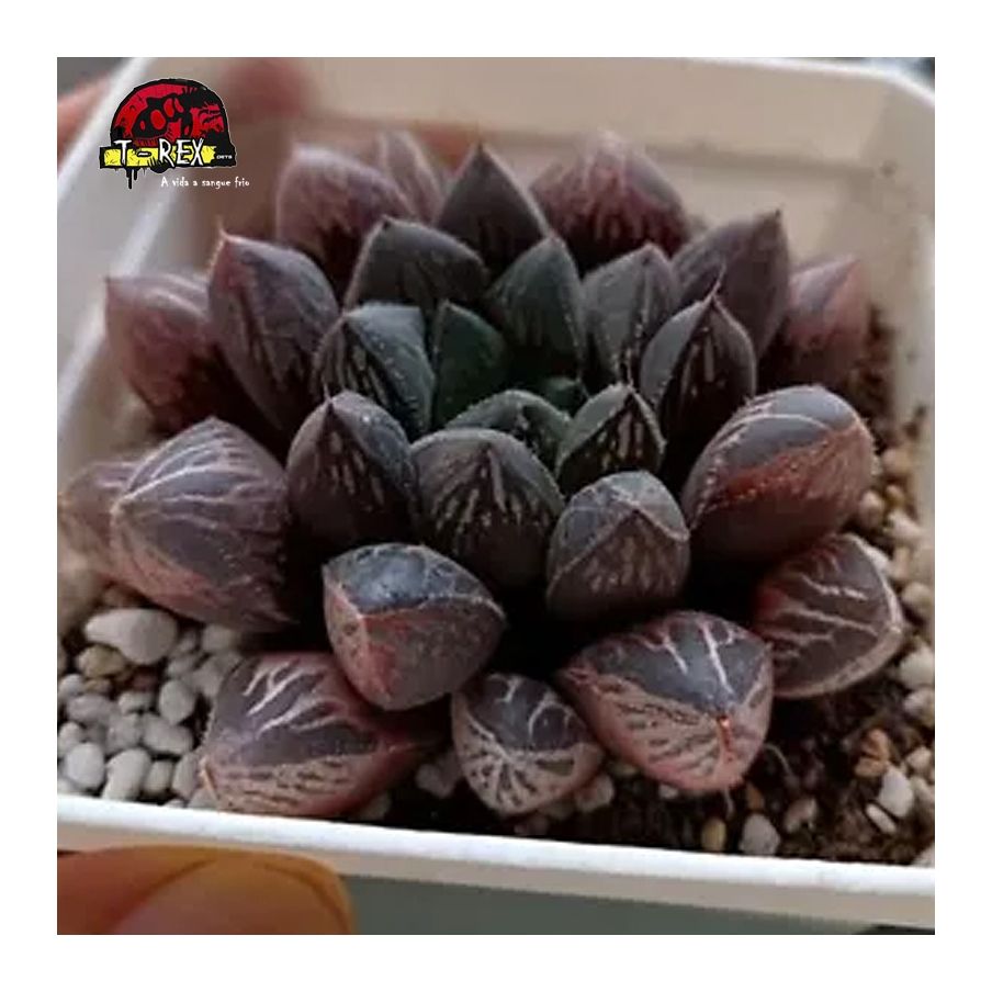 comprar muda de suculenta rara