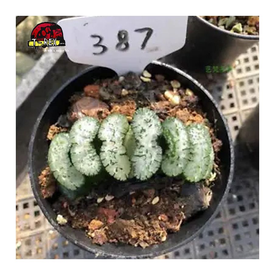comprar muda de suculenta rara