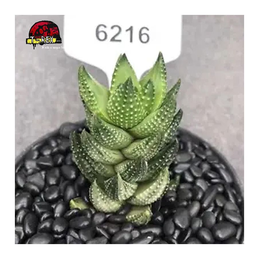 comprar muda de suculenta rara