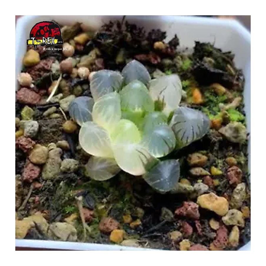 comprar muda de suculenta rara