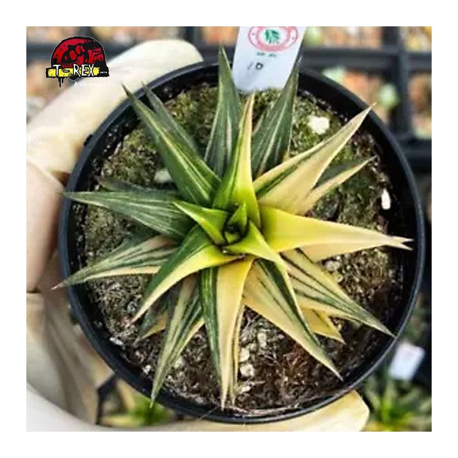 comprar muda de suculenta rara
