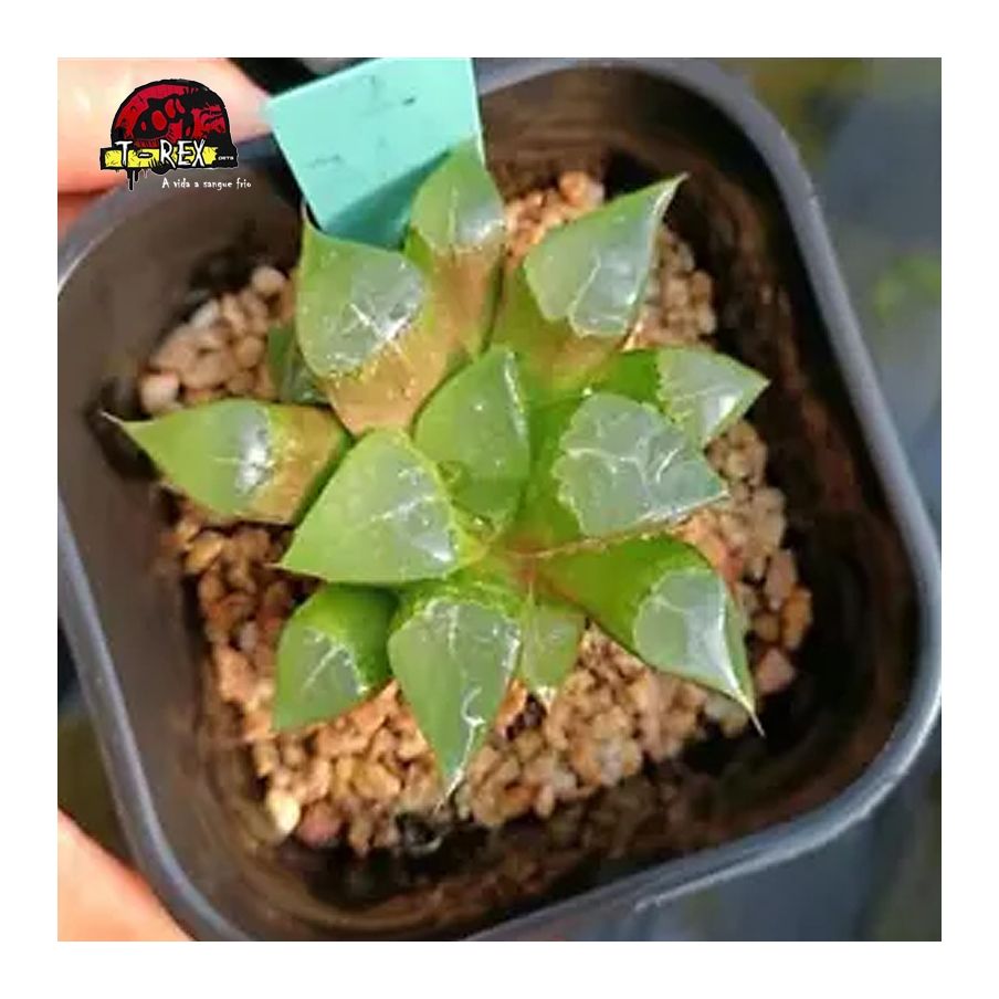 comprar muda de suculenta rara