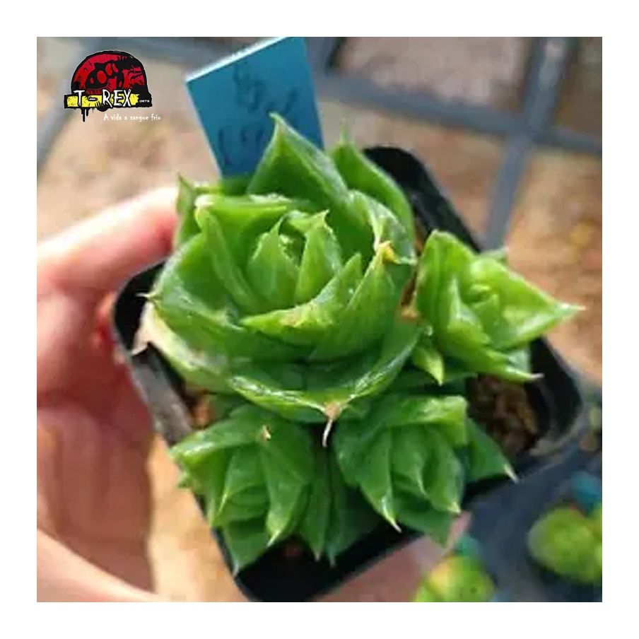 comprar muda de suculenta rara
