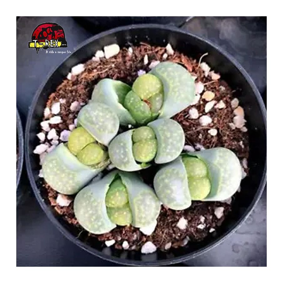 comprar muda de suculenta rara