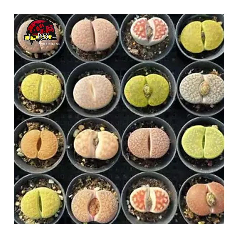 comprar mudas de suculenta rara