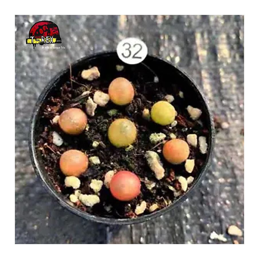 comprar suculenta rara