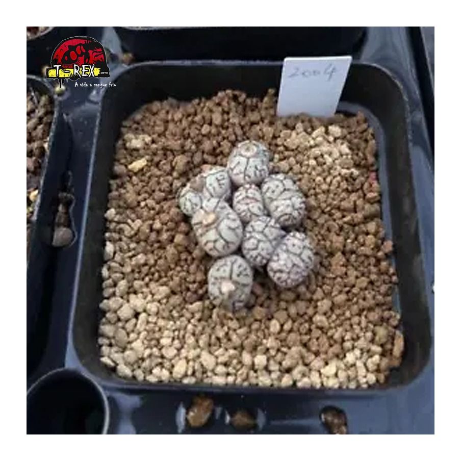 comprar muda de suculenta rara