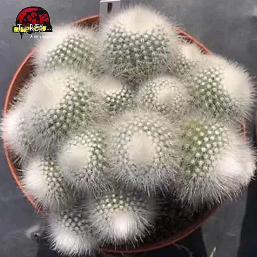 comprar muda de suculenta rara