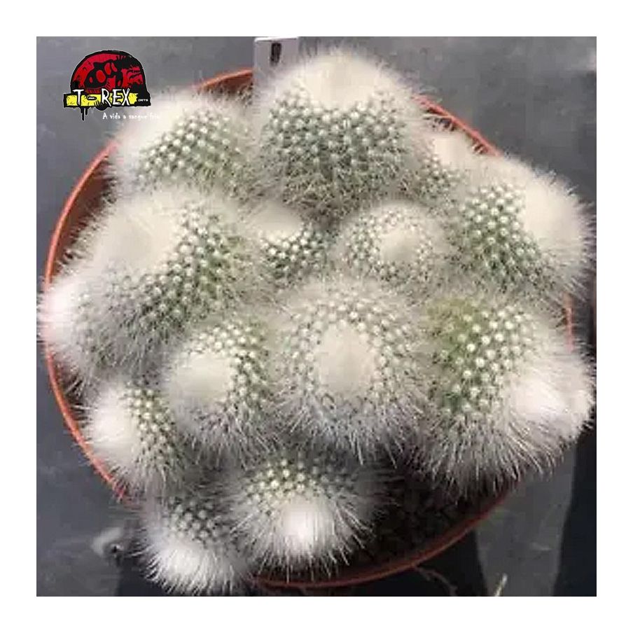 comprar muda de suculenta rara