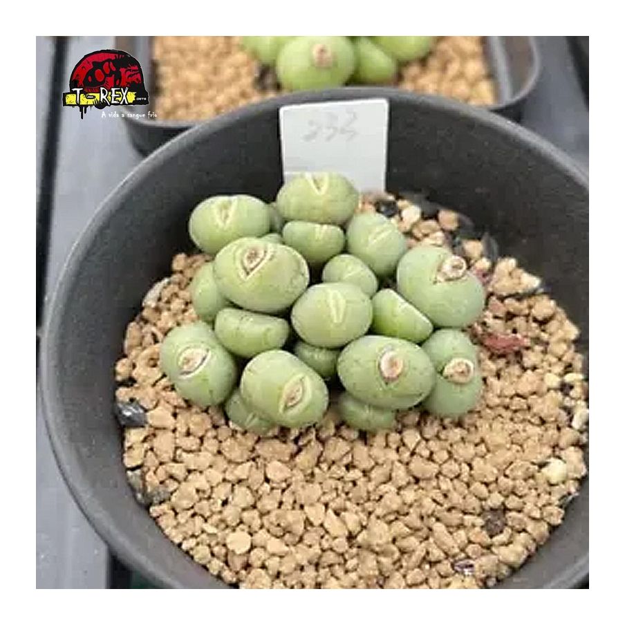 comprar muda de suculenta rara