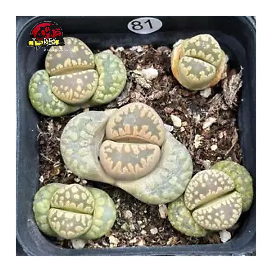 comprar muda de suculenta rara