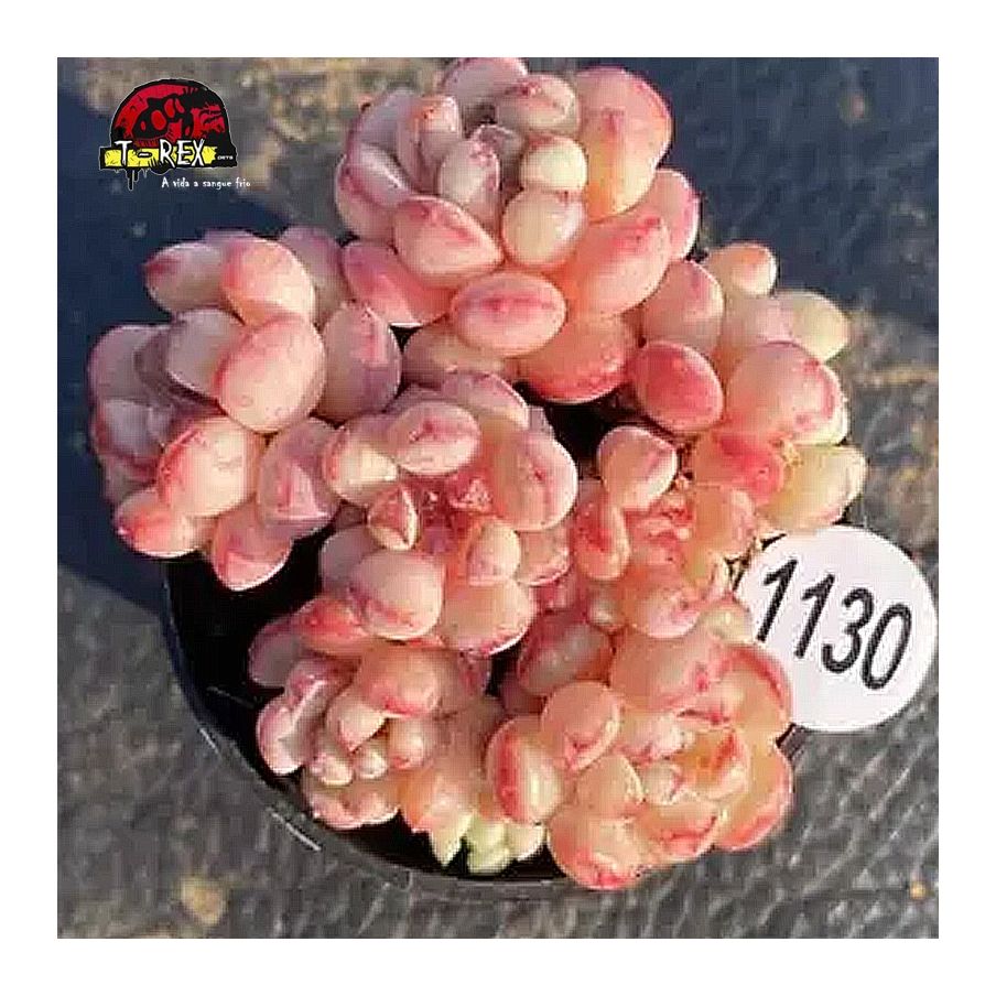 comprar muda de suculenta rara