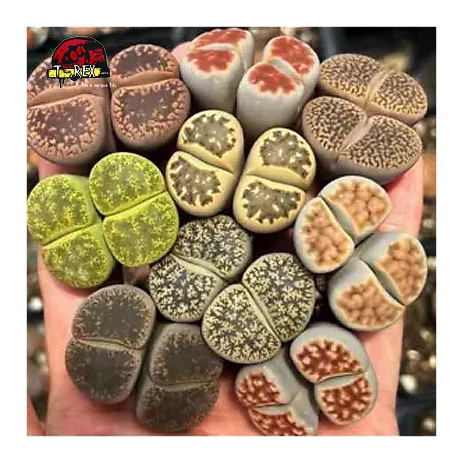 comprar muda de suculenta rara