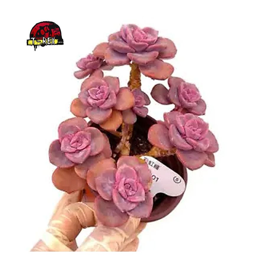 comprar muda de suculenta rara