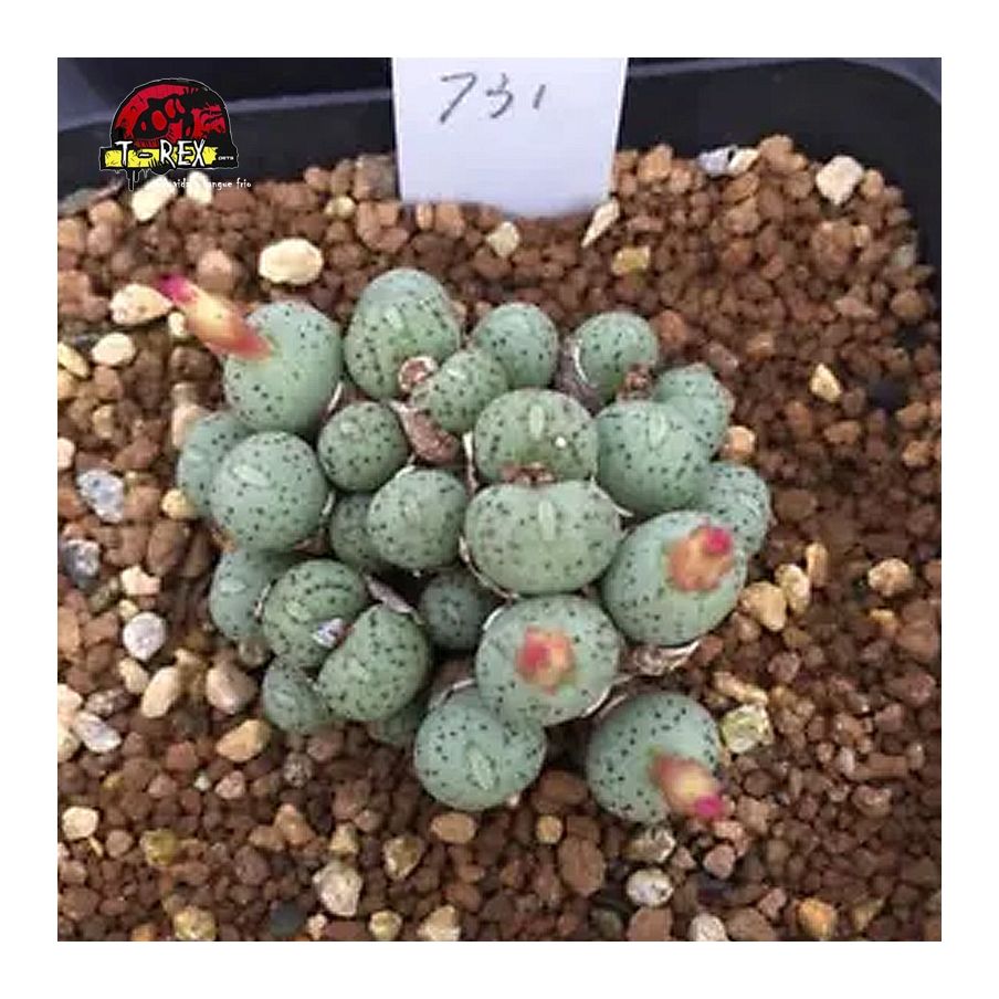 comprar muda de suculenta rara